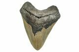 Serrated, Fossil Megalodon Tooth - North Carolina #274776-1